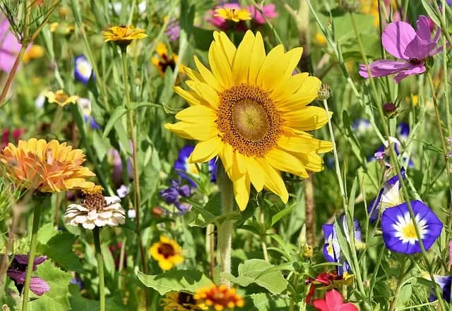 Guide d'achat matériel de jardinage : choix et comparatif
